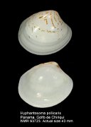 Hyphantosoma pollicaris